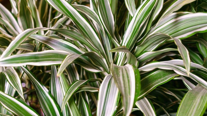 Mączniak na dracenie – jak rozpoznać i zwalczać?