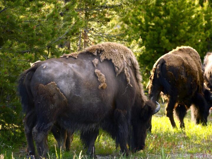 Mieszaniec bizona i krowy – cechy, nazwa i ciekawostki hodowlane