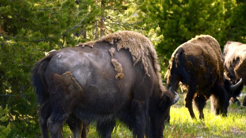 Mieszaniec bizona i krowy – cechy, nazwa i ciekawostki hodowlane