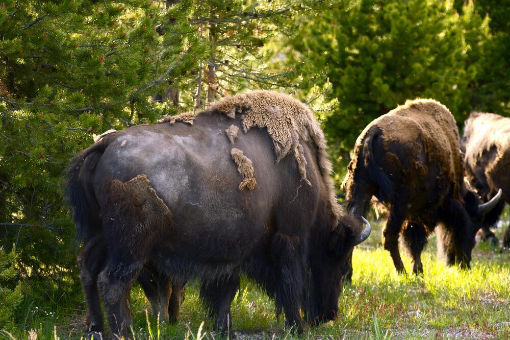 Mieszaniec bizona i krowy – cechy, nazwa i ciekawostki hodowlane
