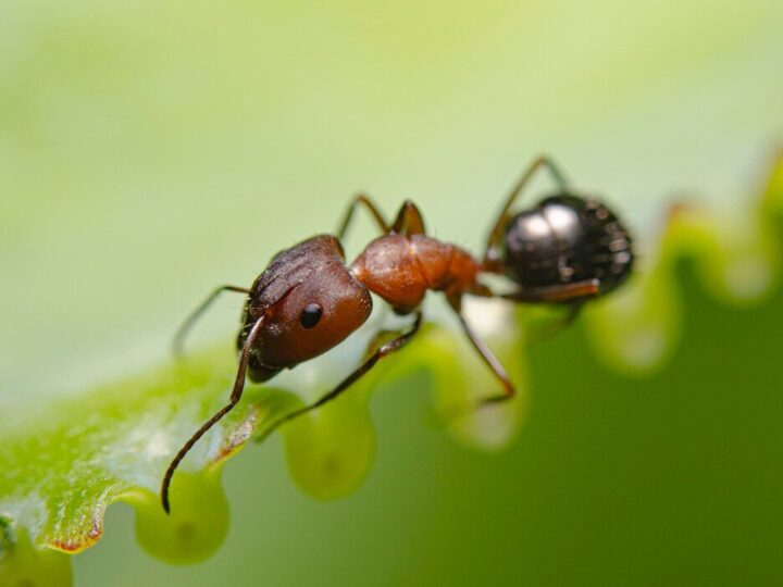 Mrówki w warzywniaku – jak je skutecznie zwalczyć?