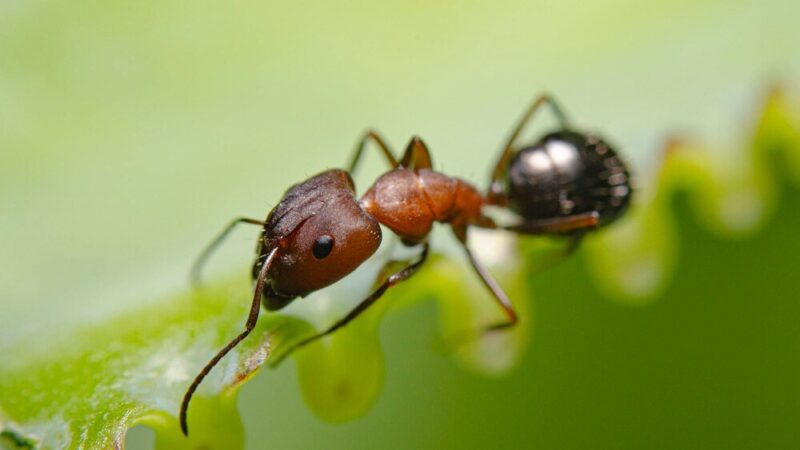 Mrówki w warzywniaku – jak je skutecznie zwalczyć?