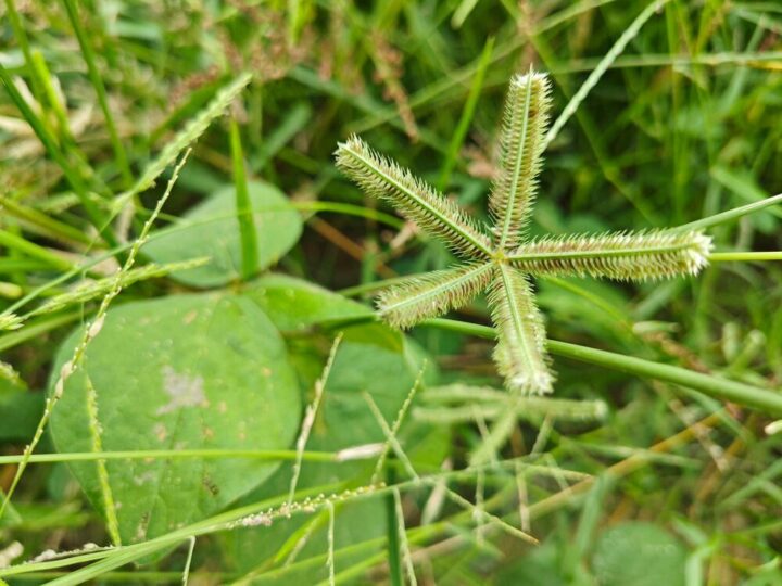 Najskuteczniejsze metody zwalczania płożących chwastów na trawniku