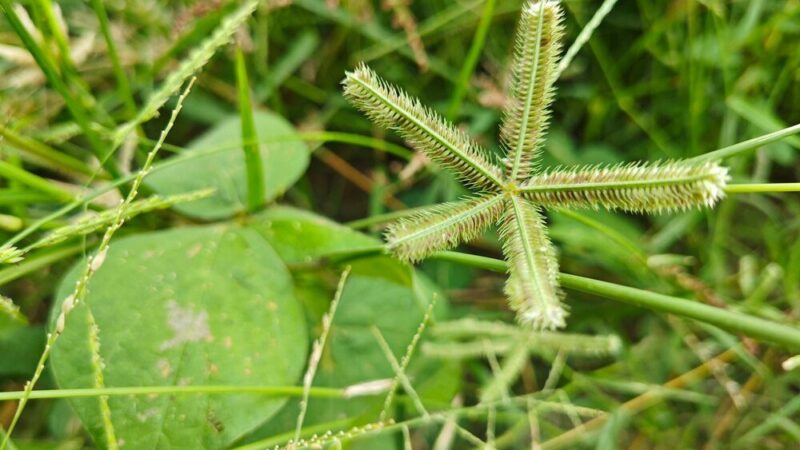 Najskuteczniejsze metody zwalczania płożących chwastów na trawniku
