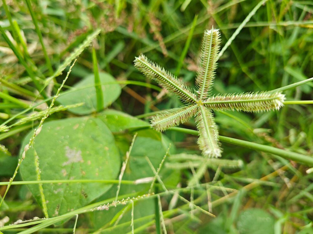 Najskuteczniejsze metody zwalczania płożących chwastów na trawniku