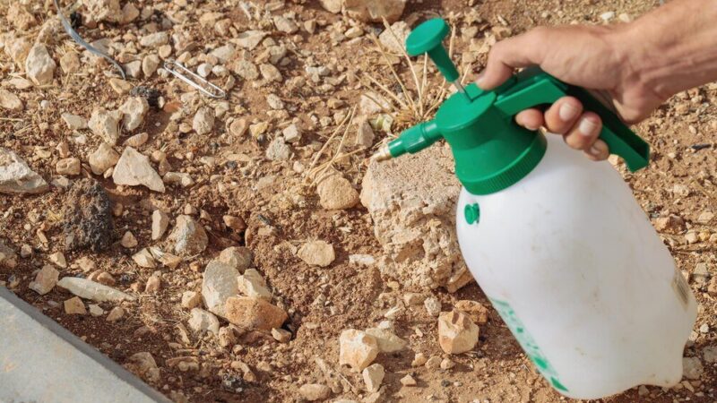 Naturalne i ekologiczne metody odkażania gleby w rolnictwie