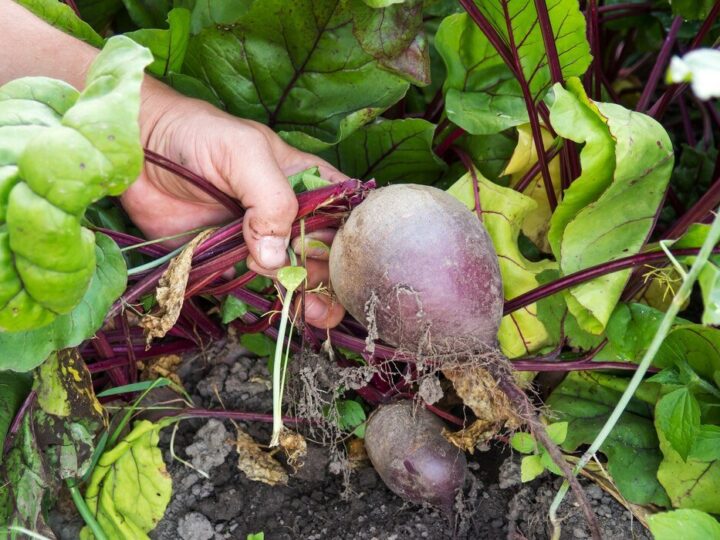 Naturalny nawóz do buraków czerwonych – domowe przepisy i dawkowanie