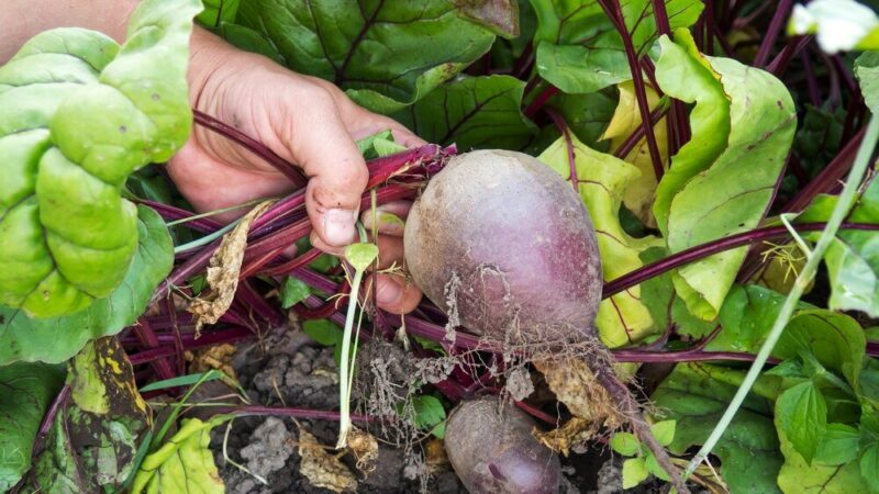 Naturalny nawóz do buraków czerwonych – domowe przepisy i dawkowanie