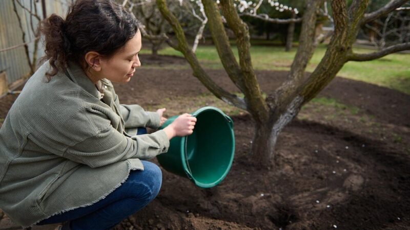 Naturalny nawóz do drzew owocowych – domowe przepisy i stosowanie