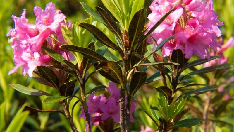 Oleander pospolity: Uprawa, pielęgnacja i kwitnienie