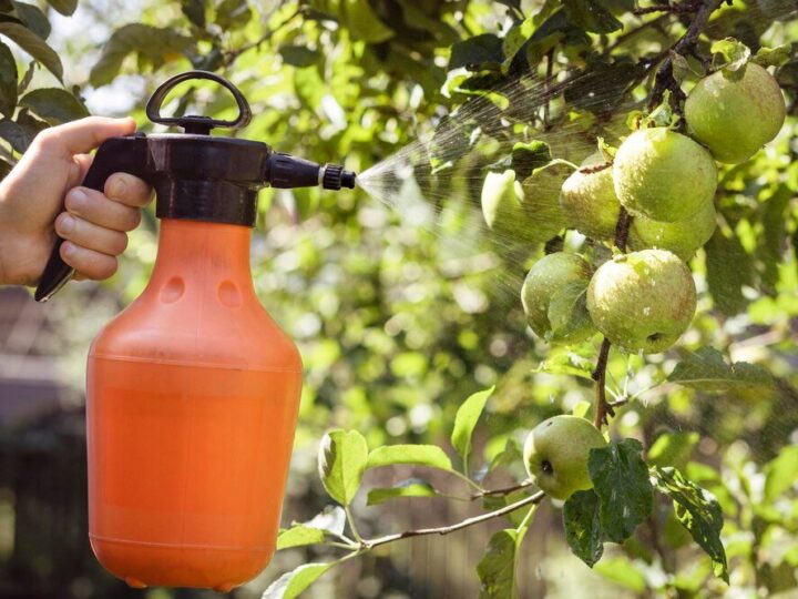 Oprysk brzoskwini octem – ekologiczna ochrona przed chorobami