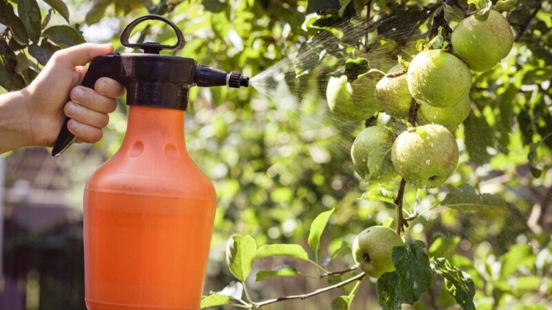 Oprysk brzoskwini octem – ekologiczna ochrona przed chorobami