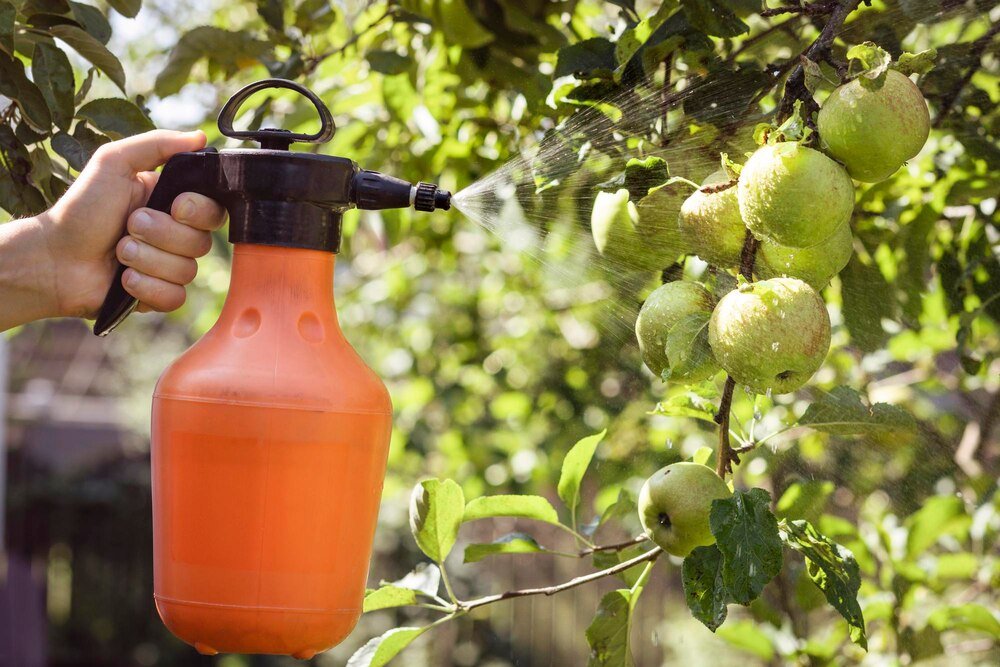 Oprysk brzoskwini octem – ekologiczna ochrona przed chorobami