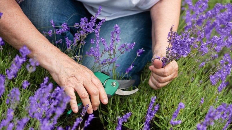 Pielęgnacja lawendy: Jak dbać o rośliny w ogrodzie