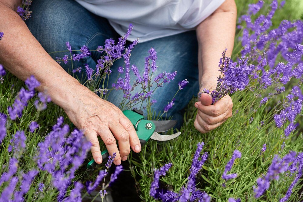 Pielęgnacja lawendy: Jak dbać o rośliny w ogrodzie