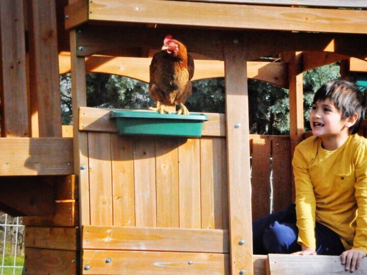 Projekt kurnika na 5 kur – wymiary, wyposażenie, praktyczne wskazówki