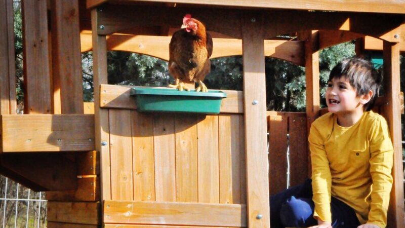 Projekt kurnika na 5 kur – wymiary, wyposażenie, praktyczne wskazówki