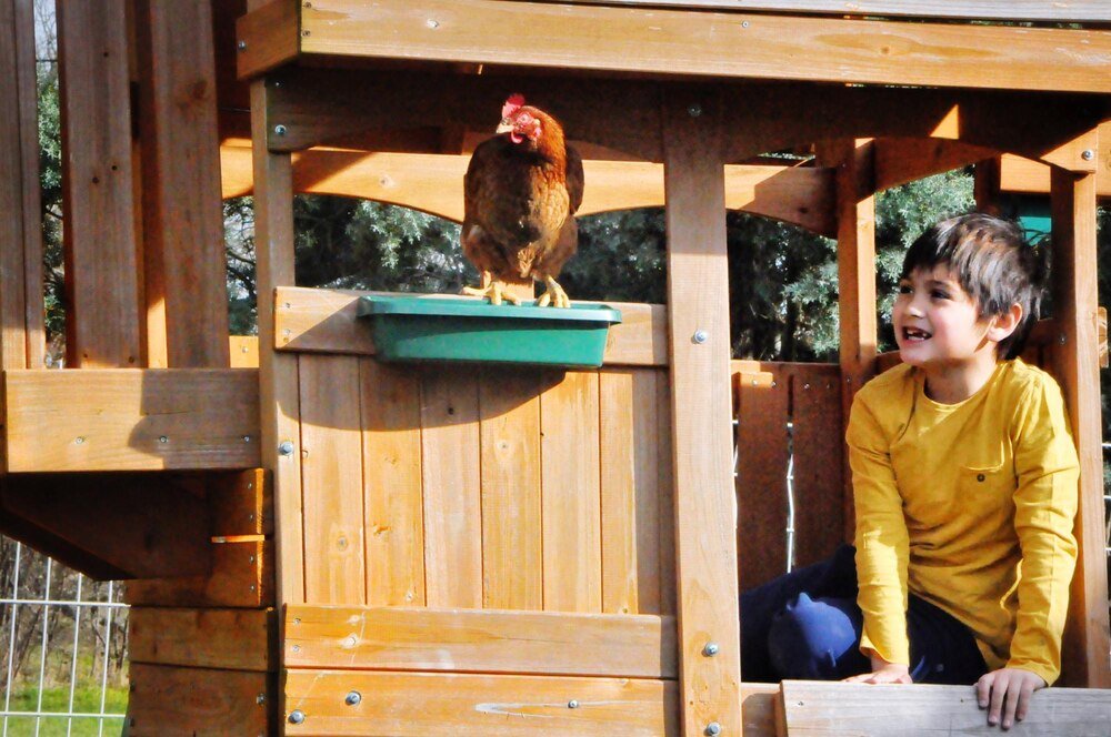 Projekt kurnika na 5 kur – wymiary, wyposażenie, praktyczne wskazówki