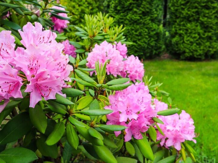 Przycinanie rododendrona – kiedy i jak robić?