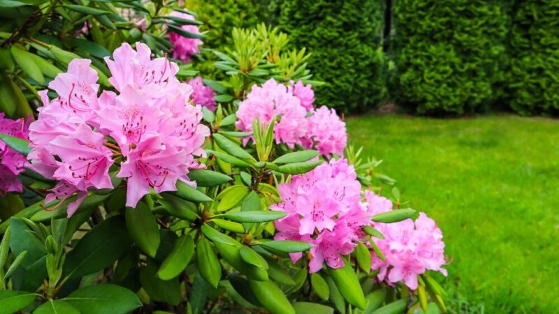 Przycinanie rododendrona – kiedy i jak robić?