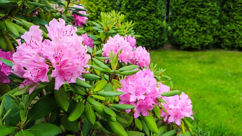 Przycinanie rododendrona – kiedy i jak robić?