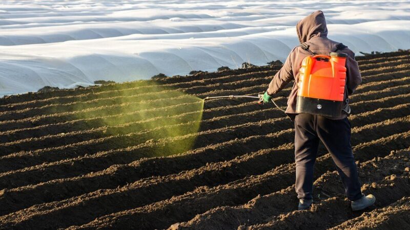 Siarczan magnezu siedmiowodny — zastosowanie i dawkowanie w rolnictwie