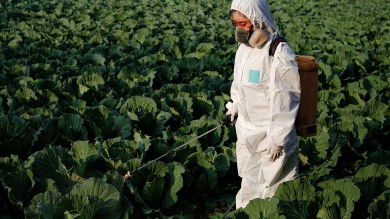 Skuteczność środka Scorpion 325 SC w zwalczaniu chorób grzybowych: opinie i dawkowanie