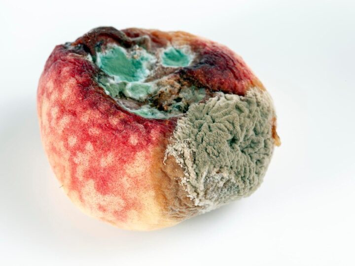 Szara pleśń na pomidorach: objawy, zwalczanie i opryski