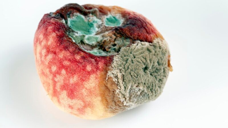 Szara pleśń na pomidorach: objawy, zwalczanie i opryski