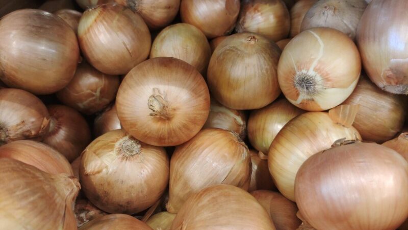 Uprawa cebuli z nasion i dymki: Kompleksowy poradnik dla rolników