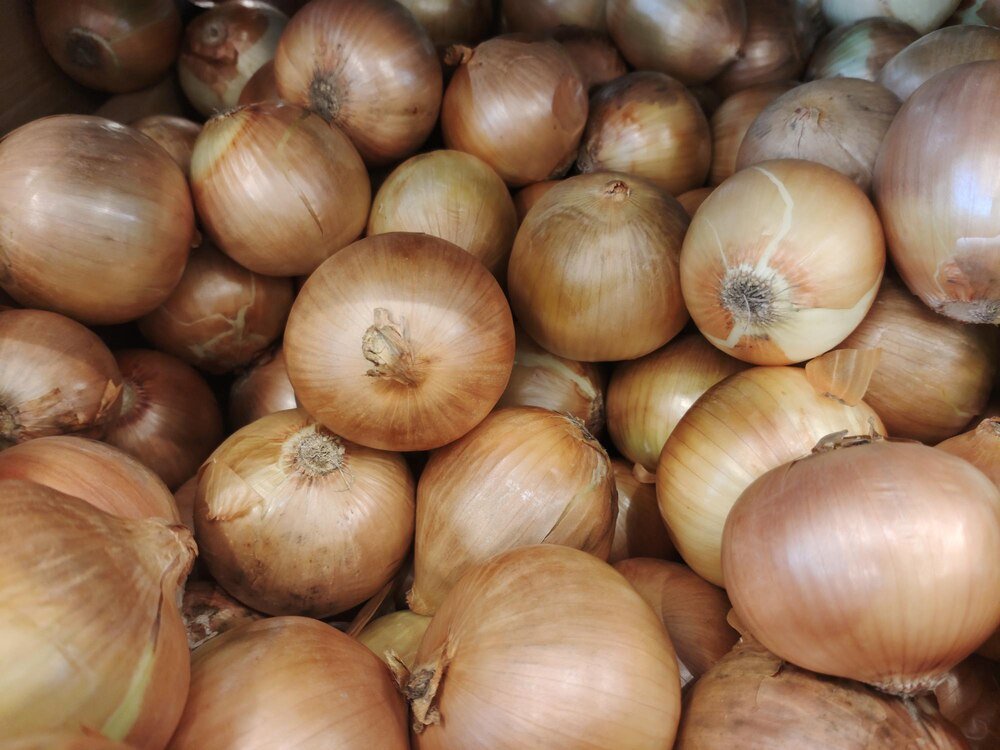 Uprawa cebuli z nasion i dymki: Kompleksowy poradnik dla rolników