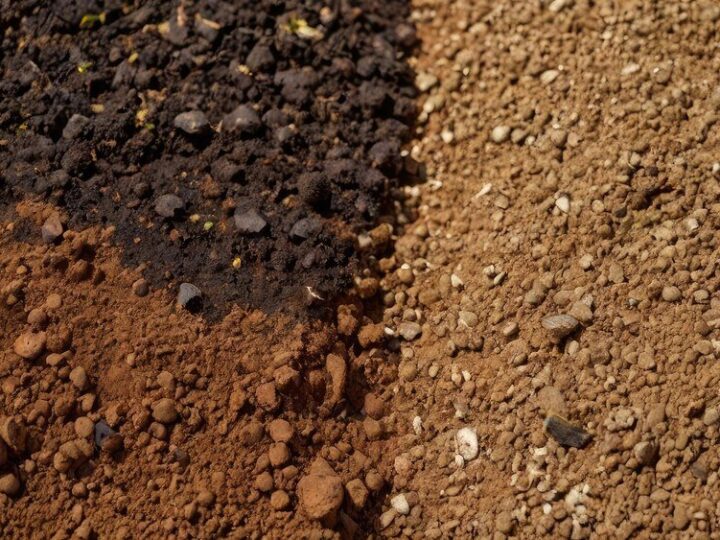 Żyzne gleby wapniowcowe – charakterystyka i występowanie