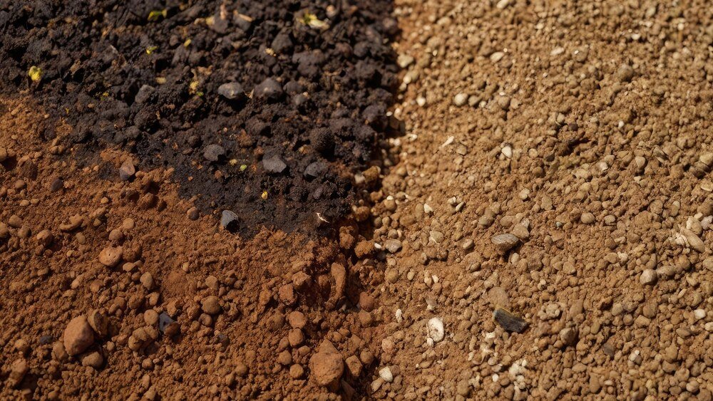 Żyzne gleby wapniowcowe – charakterystyka i występowanie