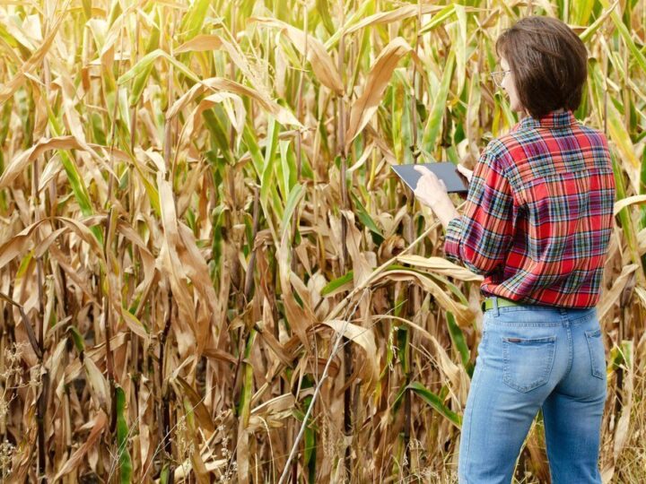 Termin siewu kukurydzy – kiedy zacząć uprawę?