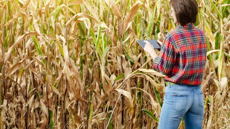 Termin siewu kukurydzy – kiedy zacząć uprawę?