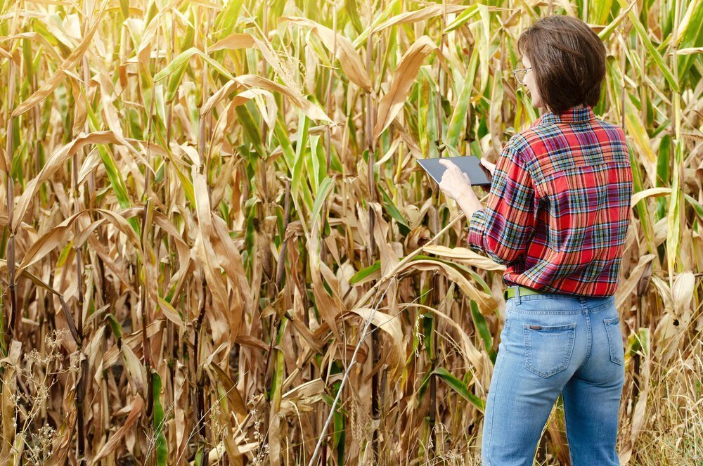 Termin siewu kukurydzy – kiedy zacząć uprawę?