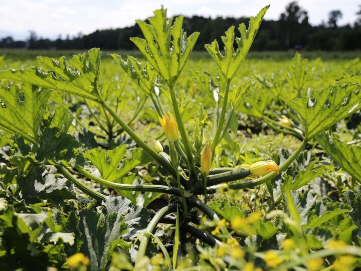 Cukinia i ogórek gruntowy w uprawie polowej – odmiany, rozsada, opłacalność