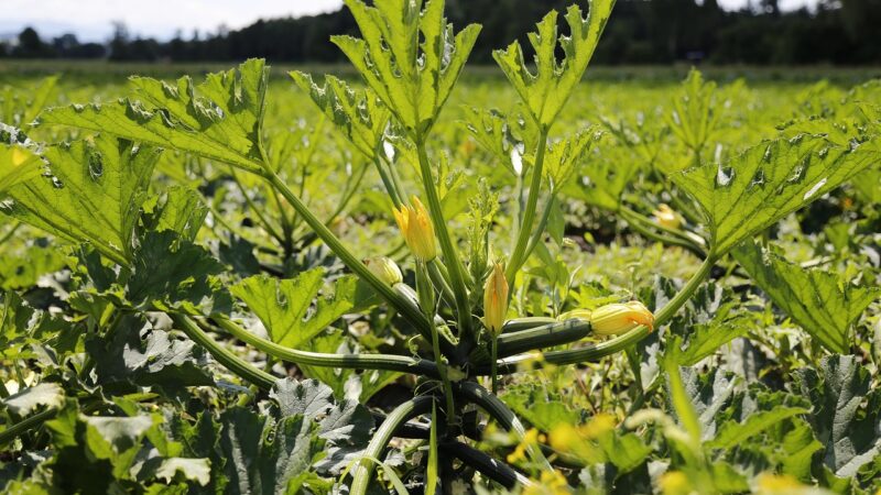 Cukinia i ogórek gruntowy w uprawie polowej – odmiany, rozsada, opłacalność
