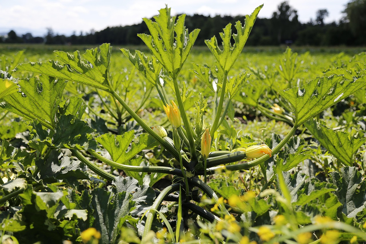 Cukinia i ogórek gruntowy w uprawie polowej – odmiany, rozsada, opłacalność