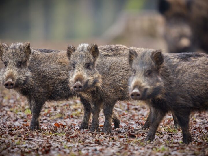 Pastuch elektryczny przeciw dzikom – jak rozstawić przewody, żeby ogrodzenie chroniło uprawy
