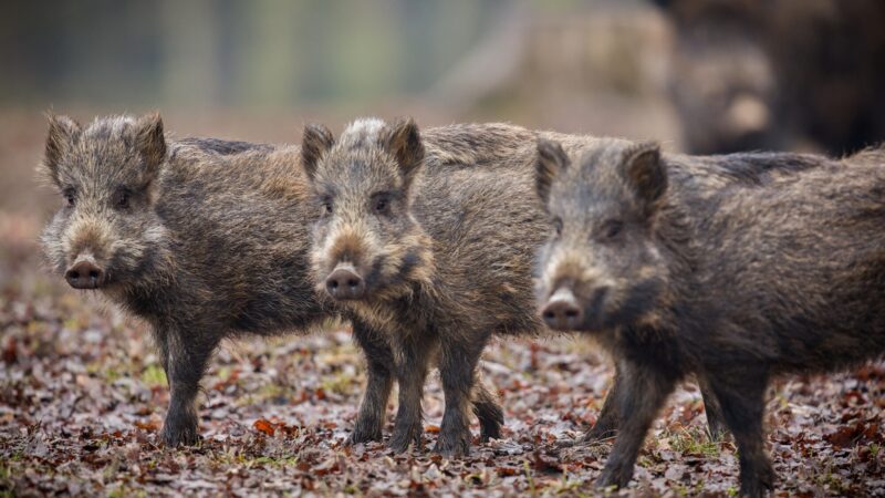 Pastuch elektryczny przeciw dzikom – jak rozstawić przewody, żeby ogrodzenie chroniło uprawy