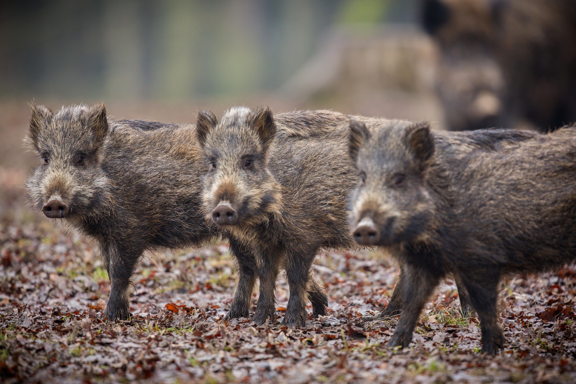 Pastuch elektryczny przeciw dzikom – jak rozstawić przewody, żeby ogrodzenie chroniło uprawy